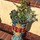 sdflower sandiego