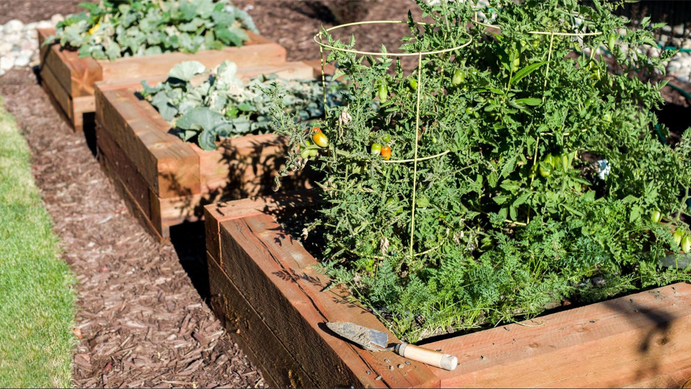 Photo of a small traditional backyard full sun garden in Denver with a vegetable garden and gravel.