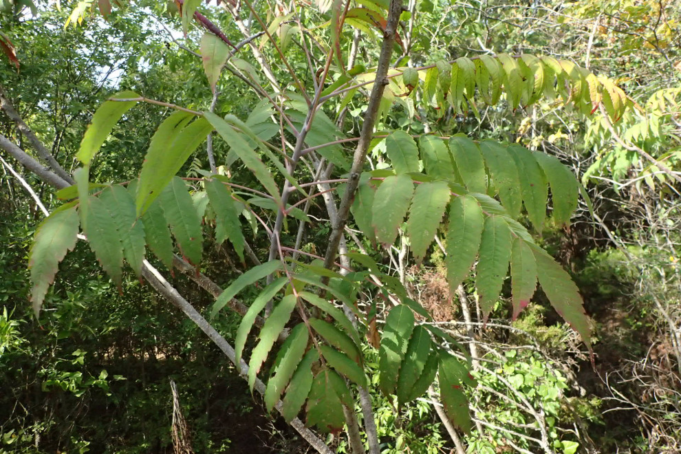 Smooth Sumac Tree?