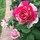 Last commented by rosydreams SoCal (10a Sunset 19 HeatZone 8)