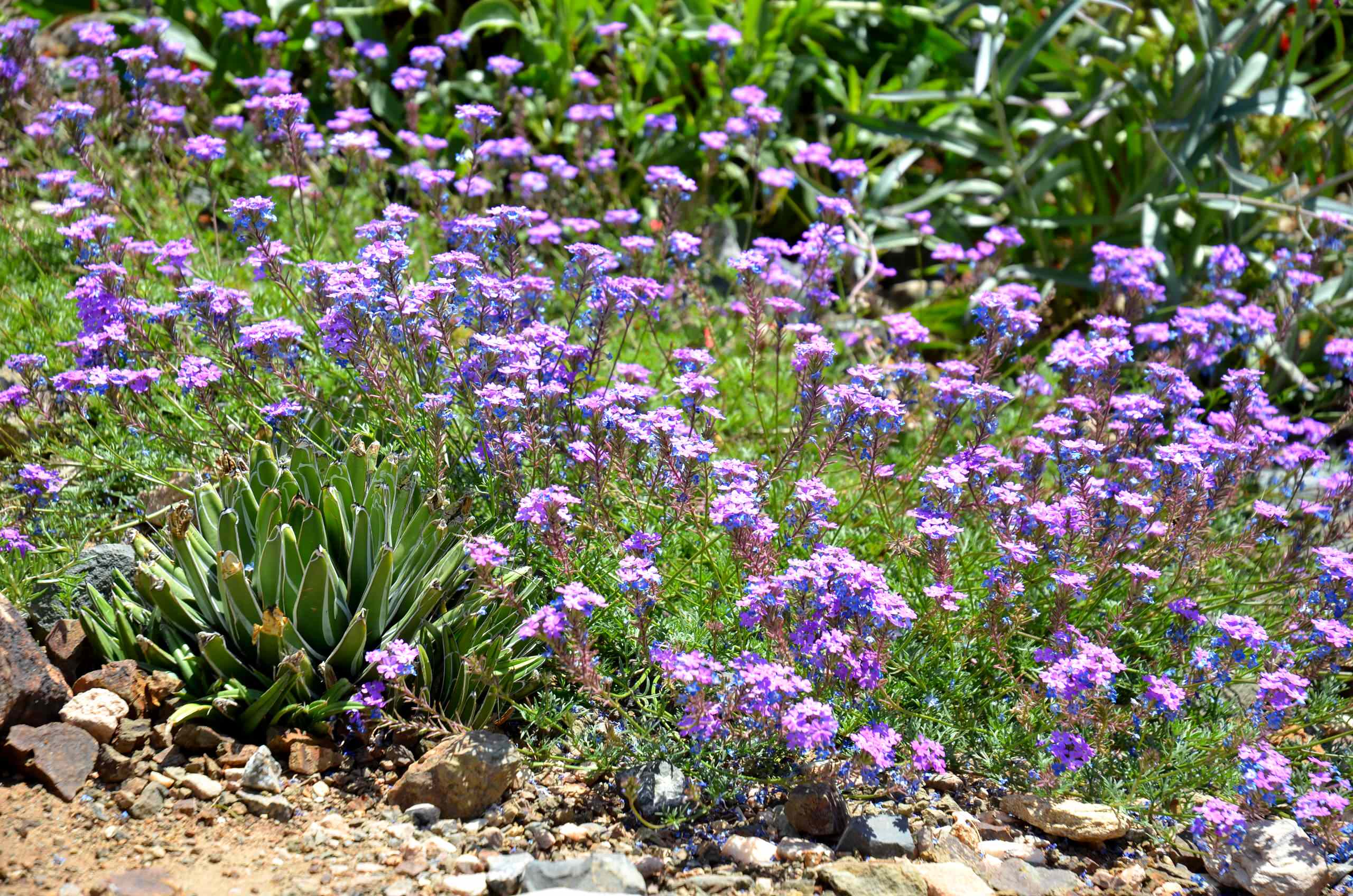 Glandularia Pulchella Trails Color Through the Drought-Tolerant Garden