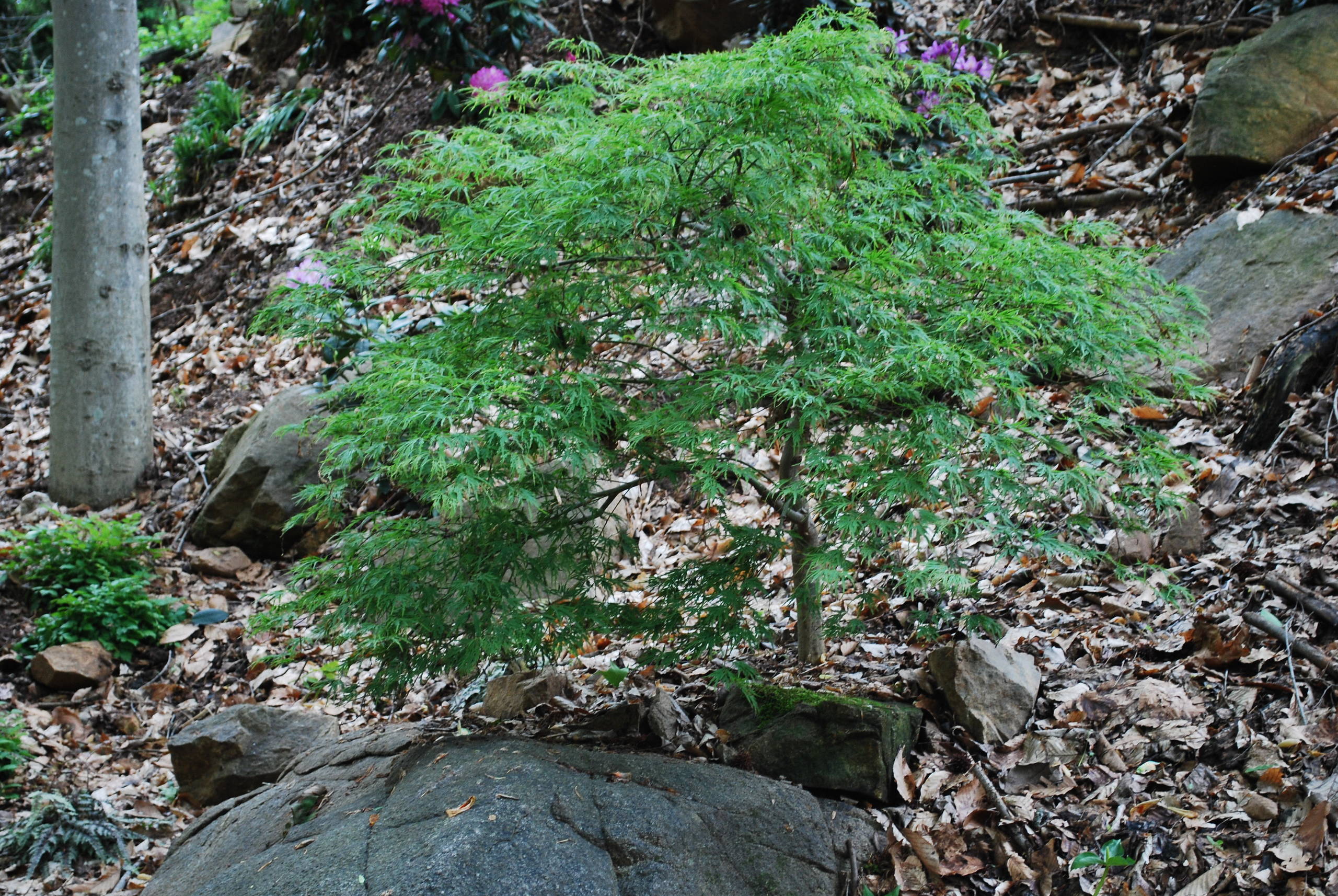 Viridis Japanese Maple