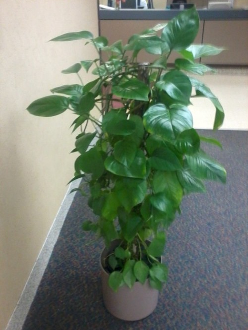 How long will it take for a pothos to grow this big?