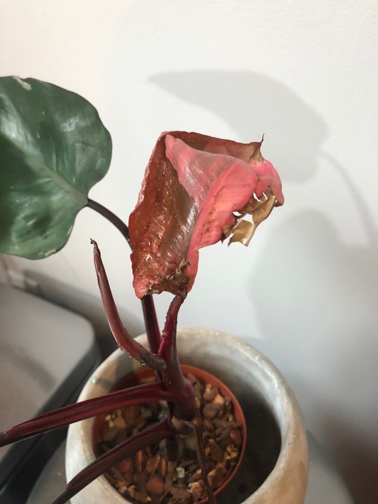 Philodendron pink princess new leaves are brown