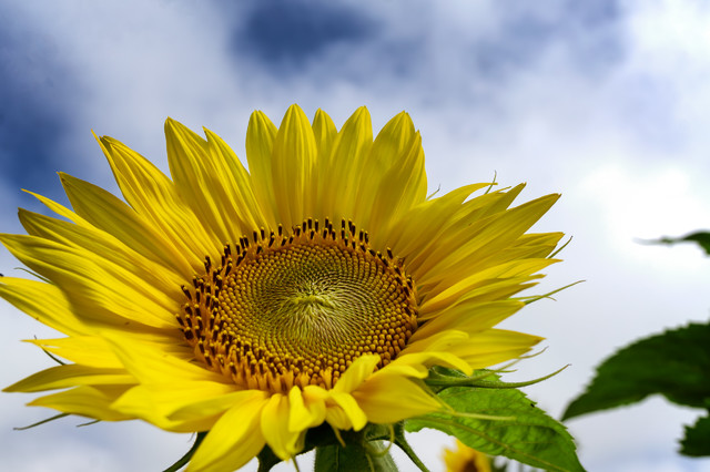 Pollen Season Is Nothing to Sneeze at, Homegrown