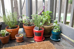 How Do I... Create a Potted Herb Garden?