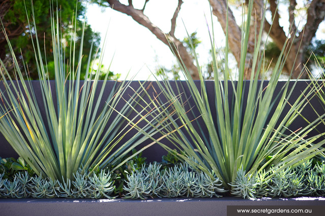 Poolside Plantings  Ideas For Easy Care Combinations - Pot Plants For Around Pool Area