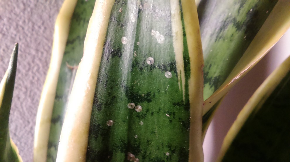 What are these spots on my snake plant