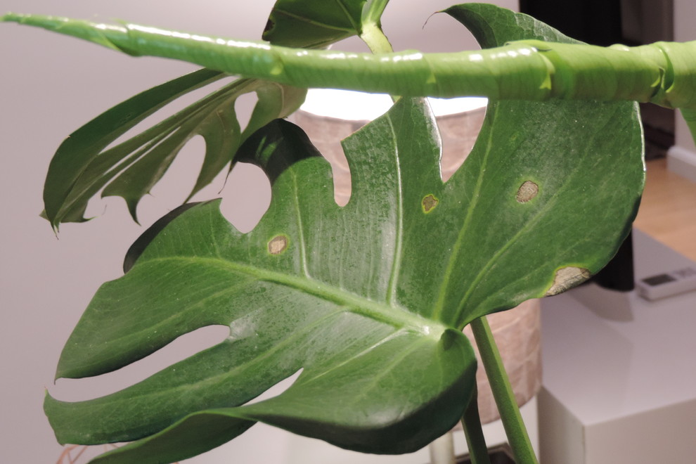 pittosporum plant Pittosporum Green for Sale main image 1