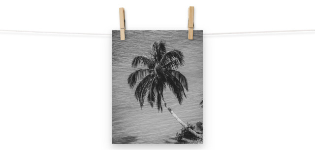 Palm Over Water Black and White Tropical Botanical Unframed Wall Art Print, 8" X 10"