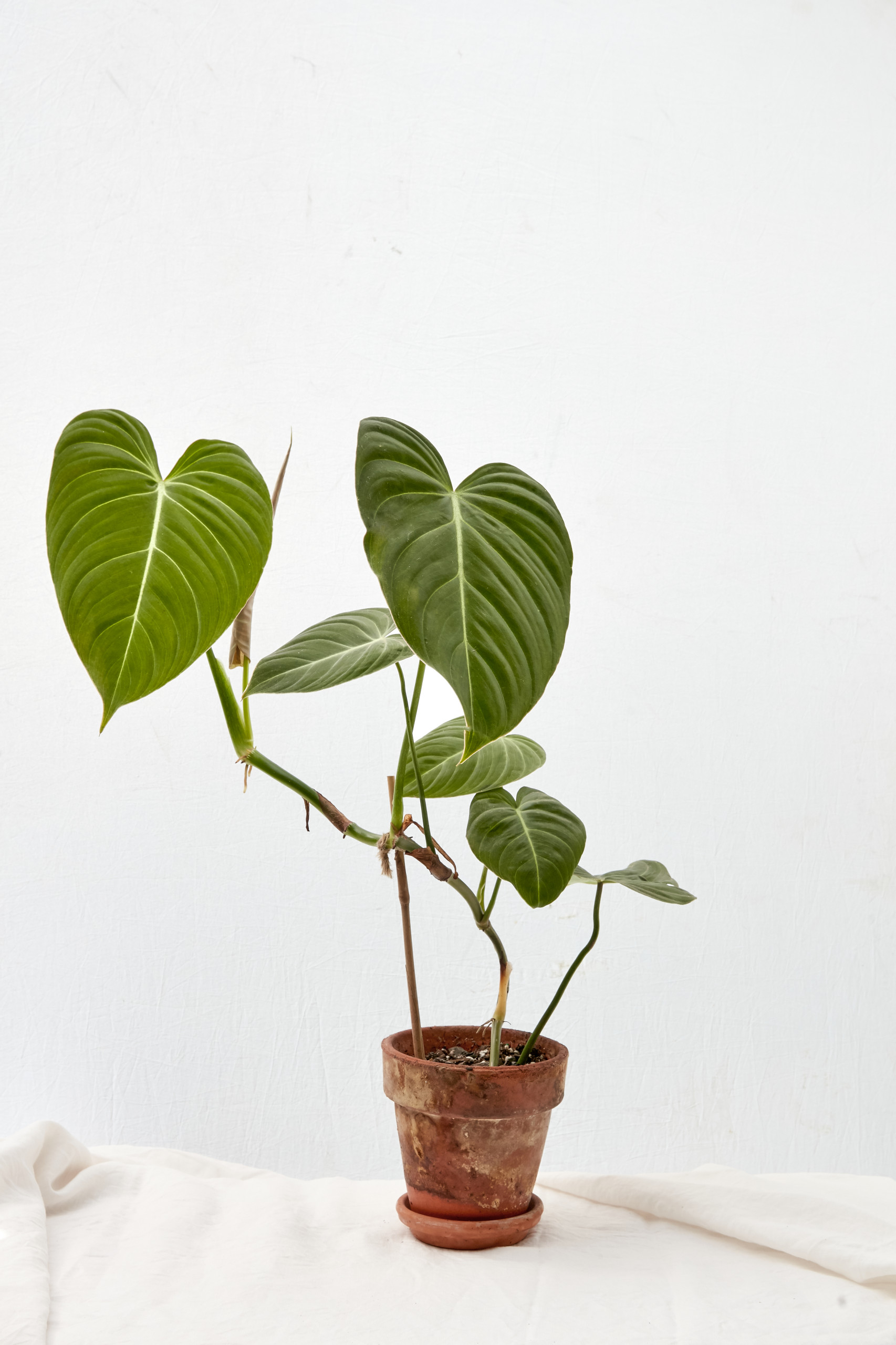 3 Trending Indoor Plants for 2021 From 'Plantopedia' | Houzz AU