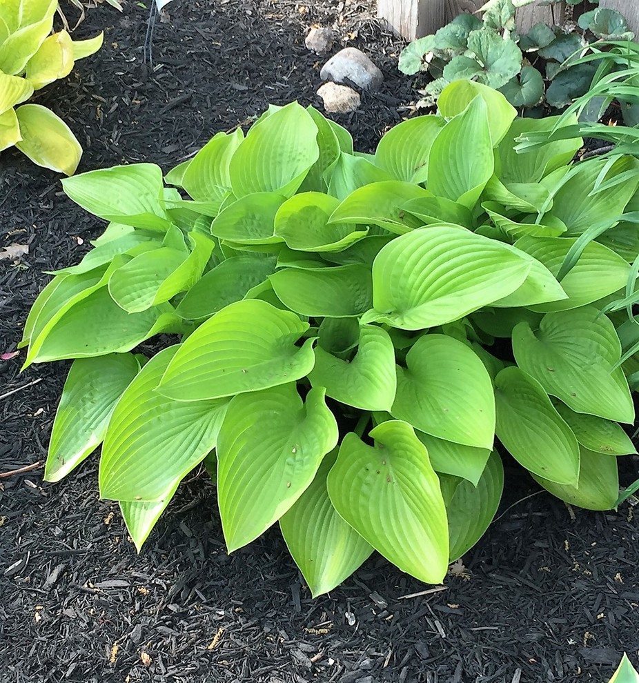 A Few More Early Hosta Pics