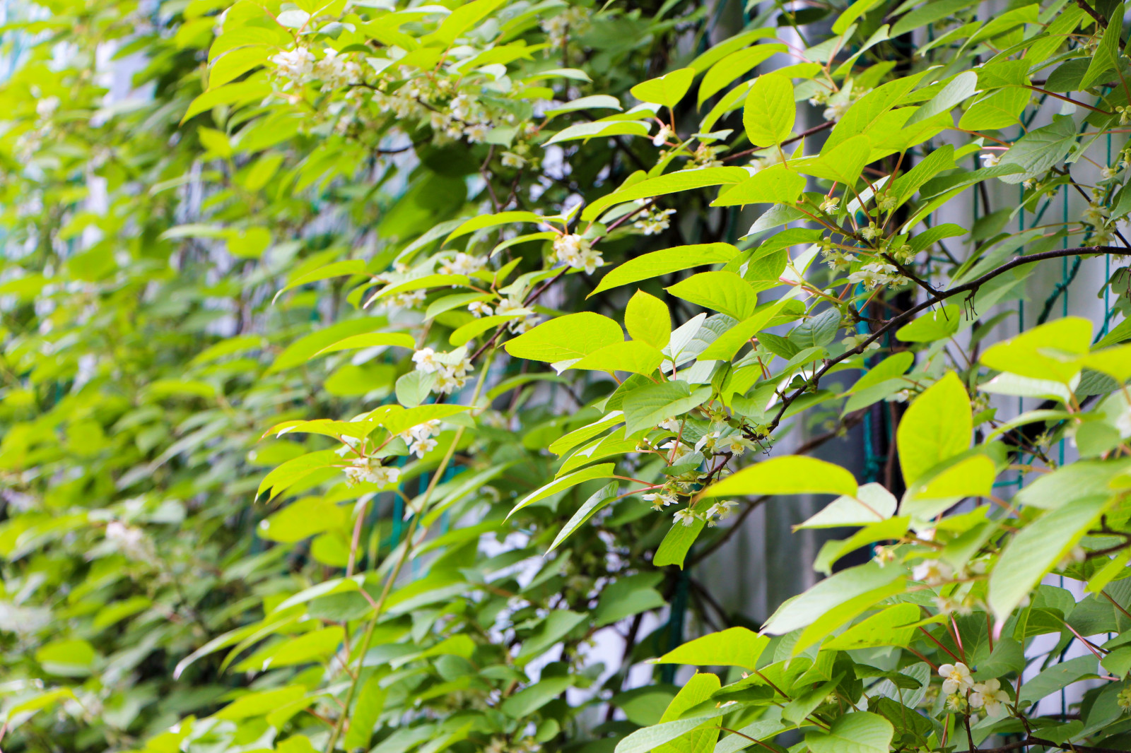 Лобаново, 2012-2021 гг.