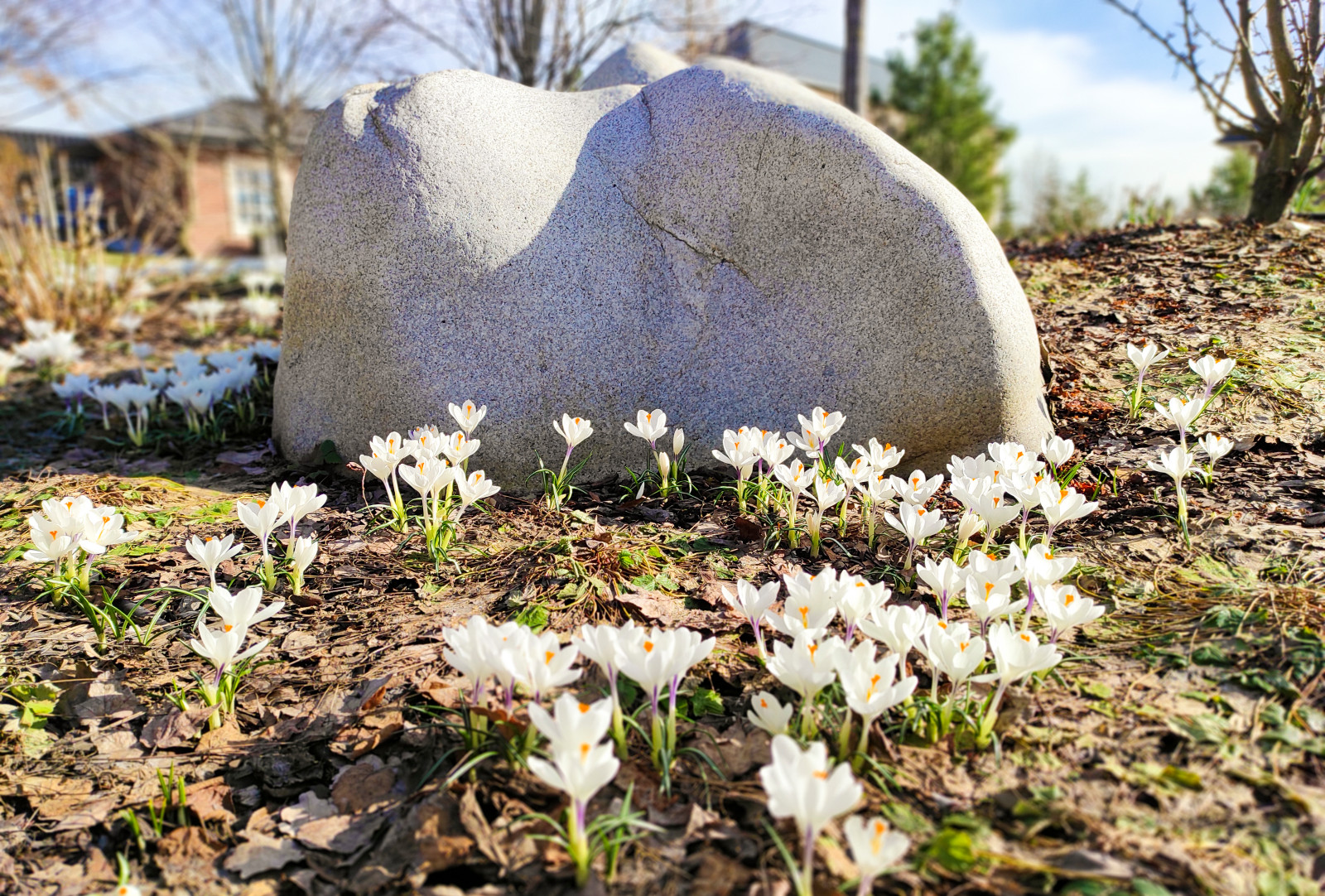 Горки-10, 2017-2020 г.г.