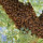 Rush Termite & Pest Control