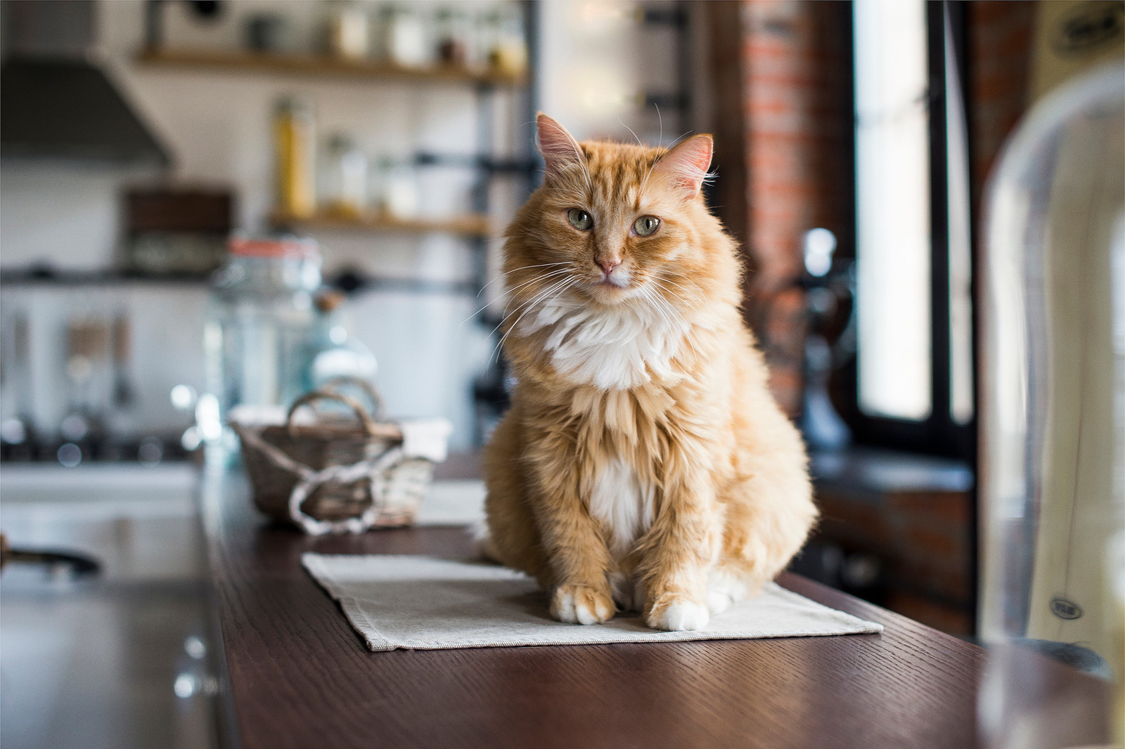 Квартира в стиле лофт для холостяка с 2мя кошками и собакой