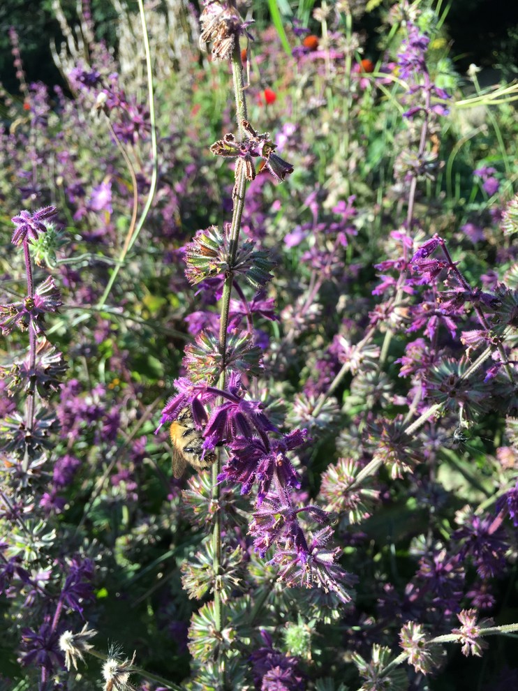 This is an example of a medium sized vintage front garden for summer in Other.