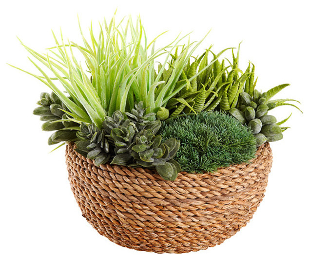 Air Plant in Rattan Basket Contemporary Plants Other