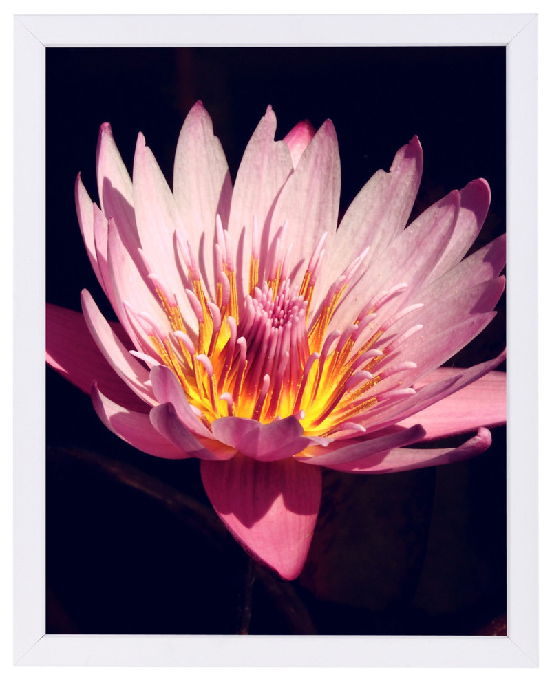 Pink Asia Lotus Flower 3, 12"H x 15"W x 1"D
