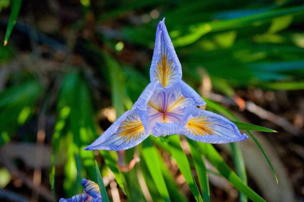 Inspiration for a transitional drought-tolerant and full sun landscaping in Los Angeles for spring.