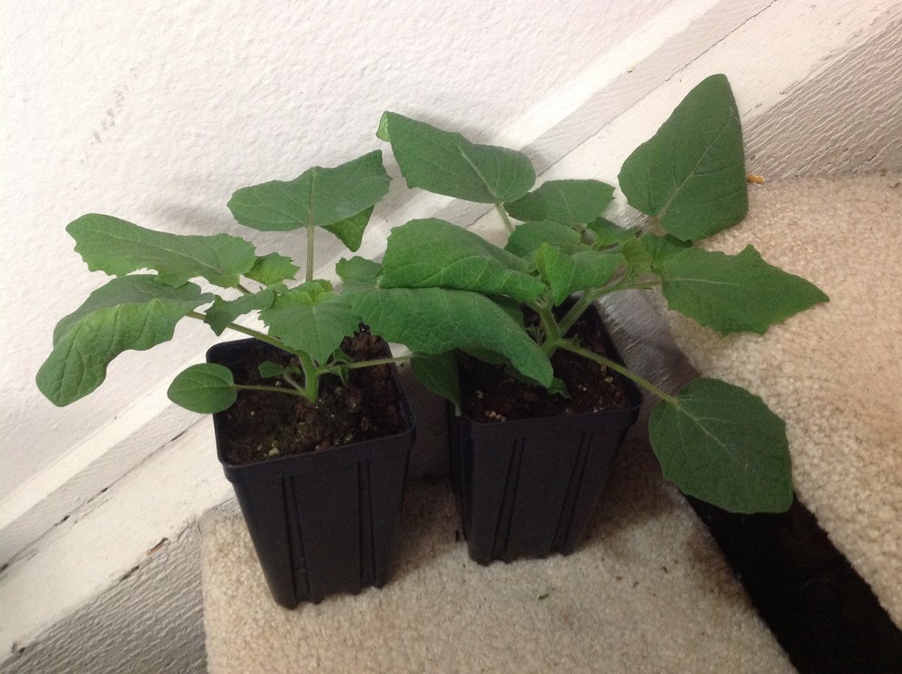 Ground Cherry Seedlings