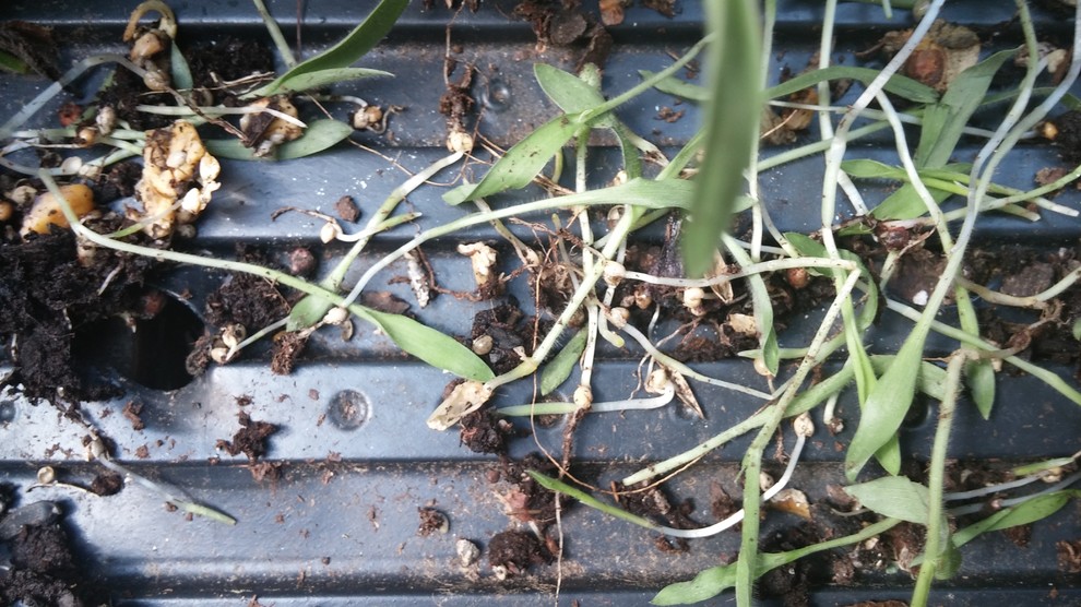 Plant identification from bird seed