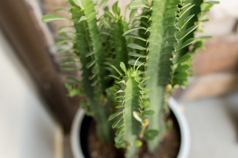 Probert Patio | Lakewood, CO | Rustic Mediterrean Charm