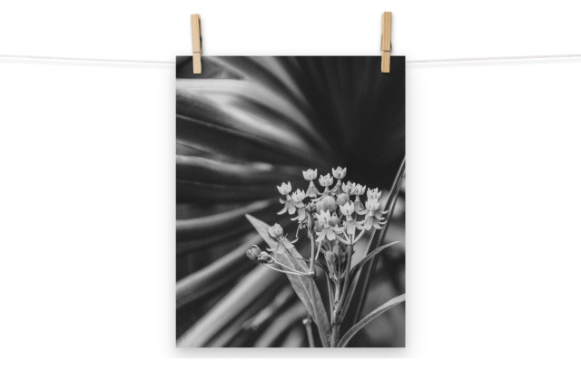 Bloodflowers and Palm Black and White Floral Photo Unframed Wall Art Print, 11" X 14"