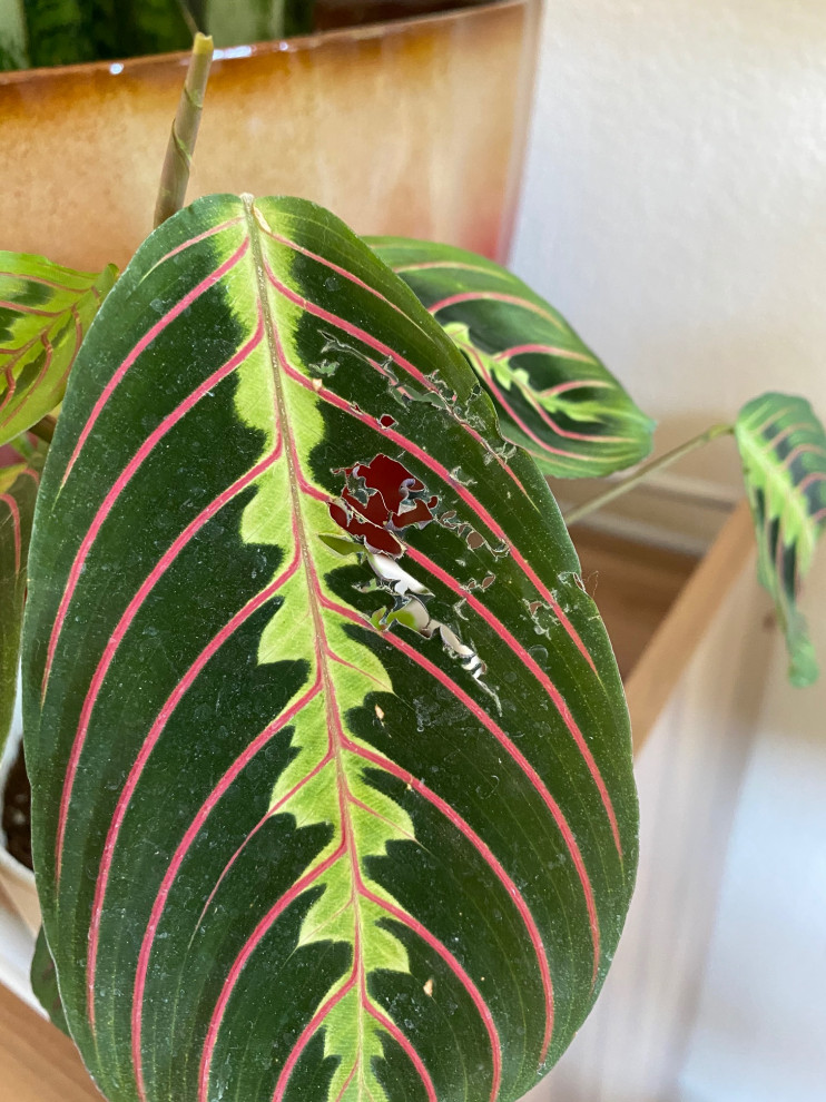 What's Eating My Houseplant Leaves at Randy Edwards blog