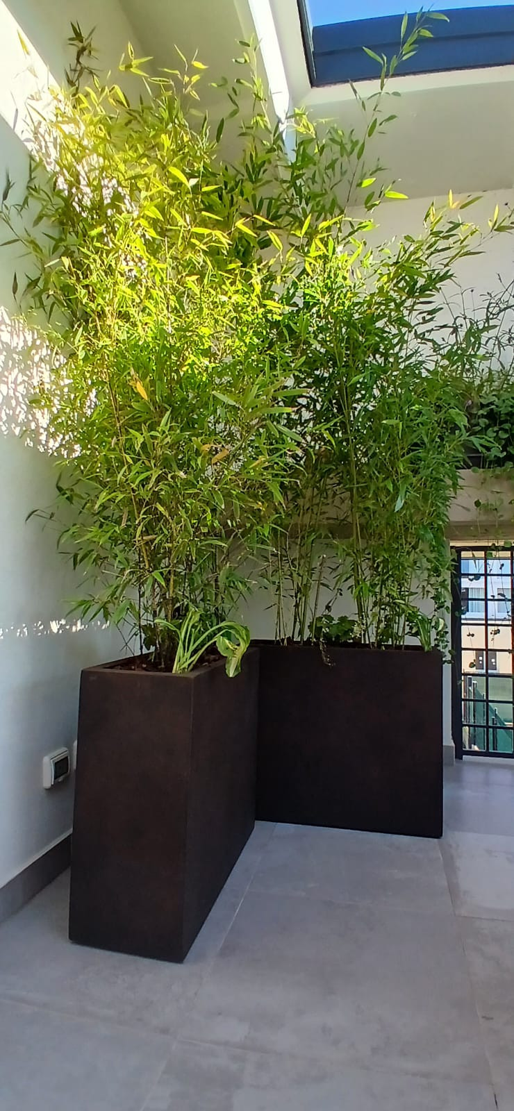 Realizzazione Wild in the city