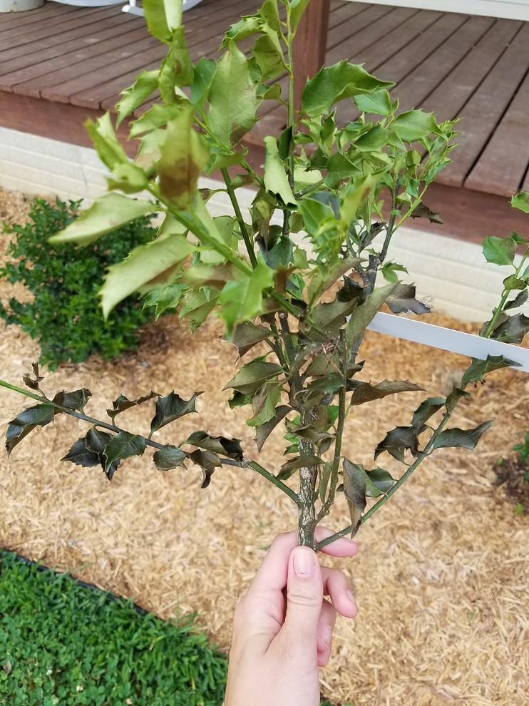 What happened to my holly bushes??