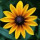 judy_bowden26