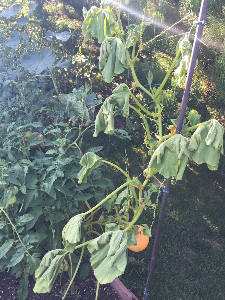 Pumpkin vines wilting