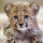 ruby_wallach