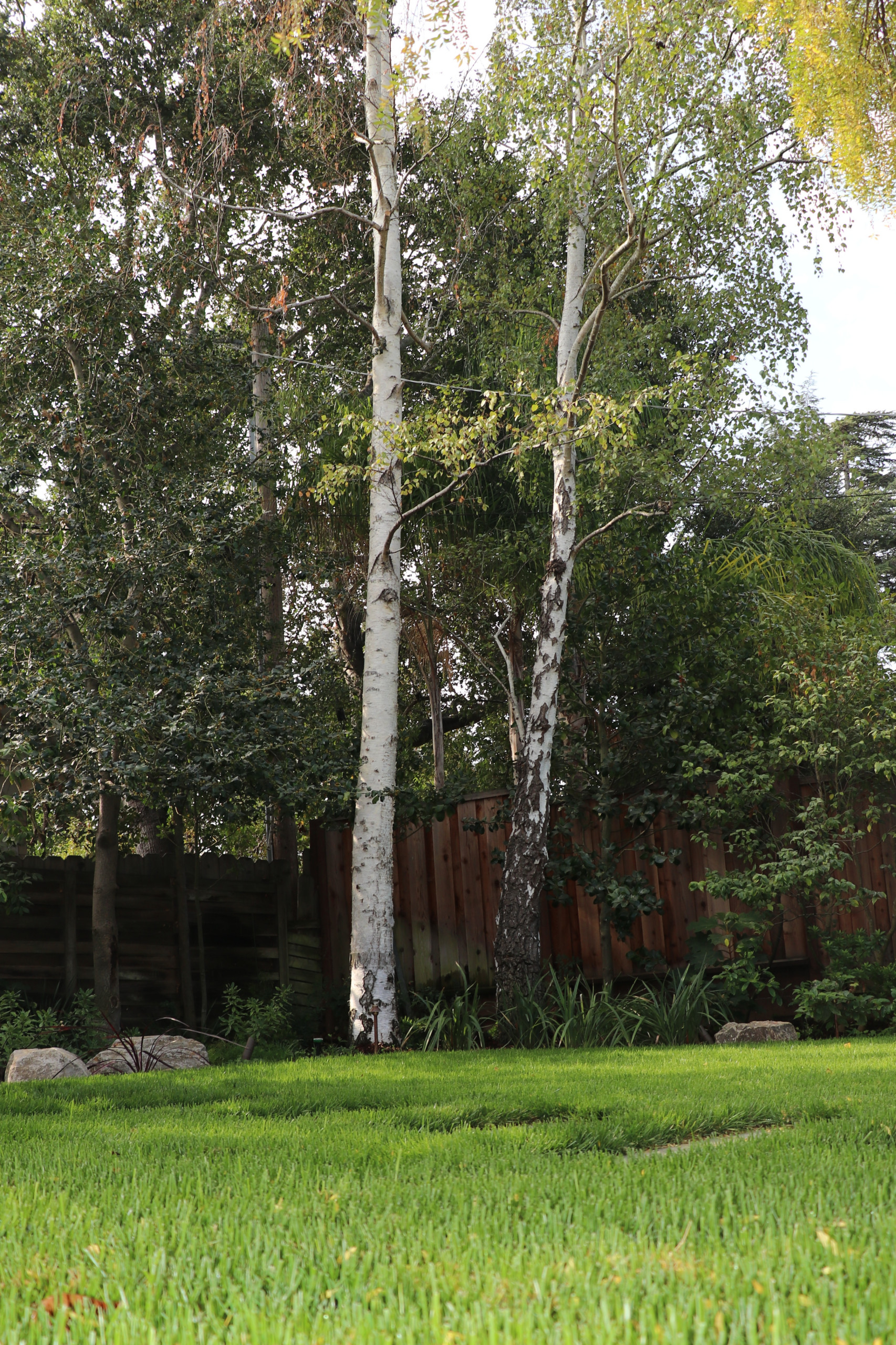 SWEDISH FLAME IN WOODS