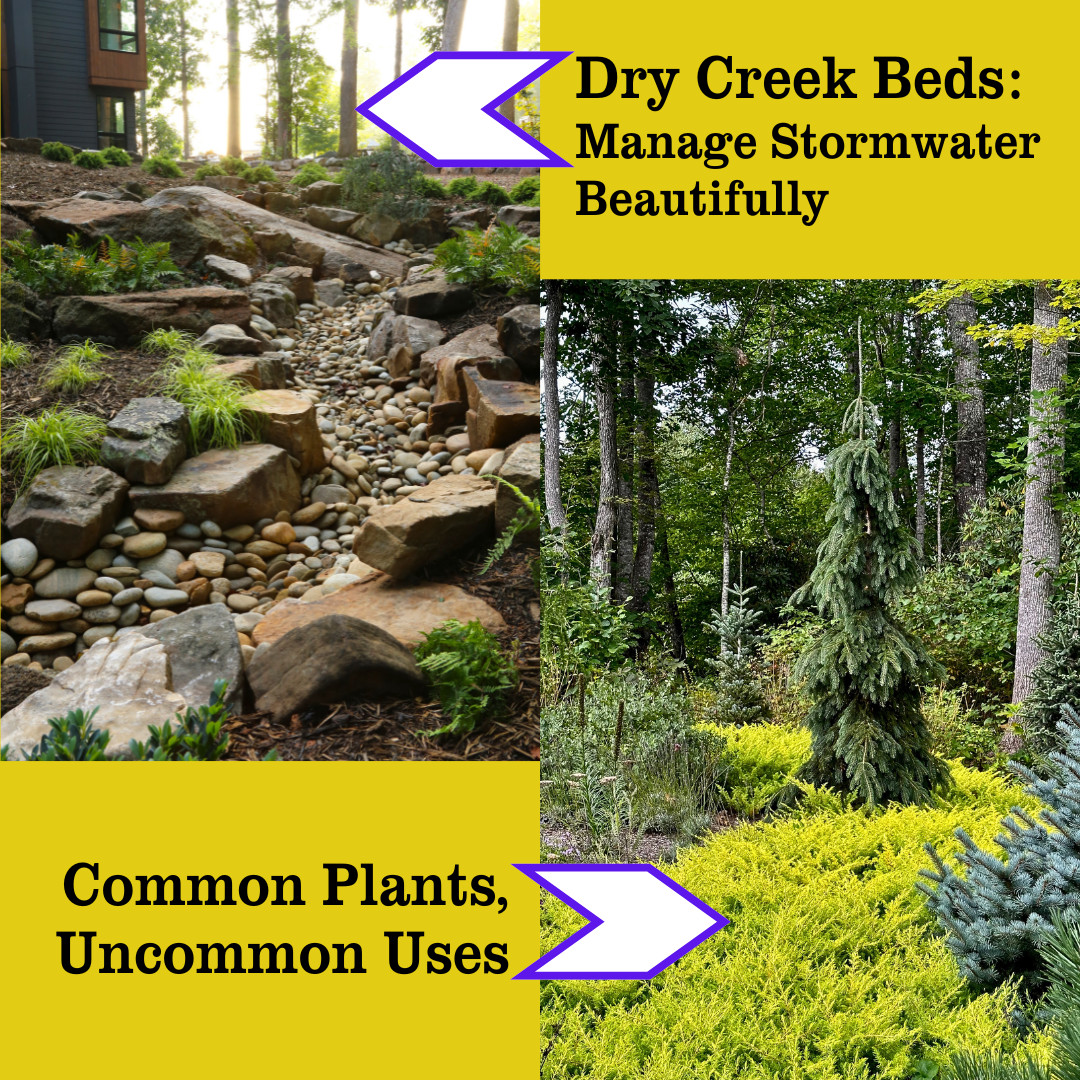 Breakout Session Conifers