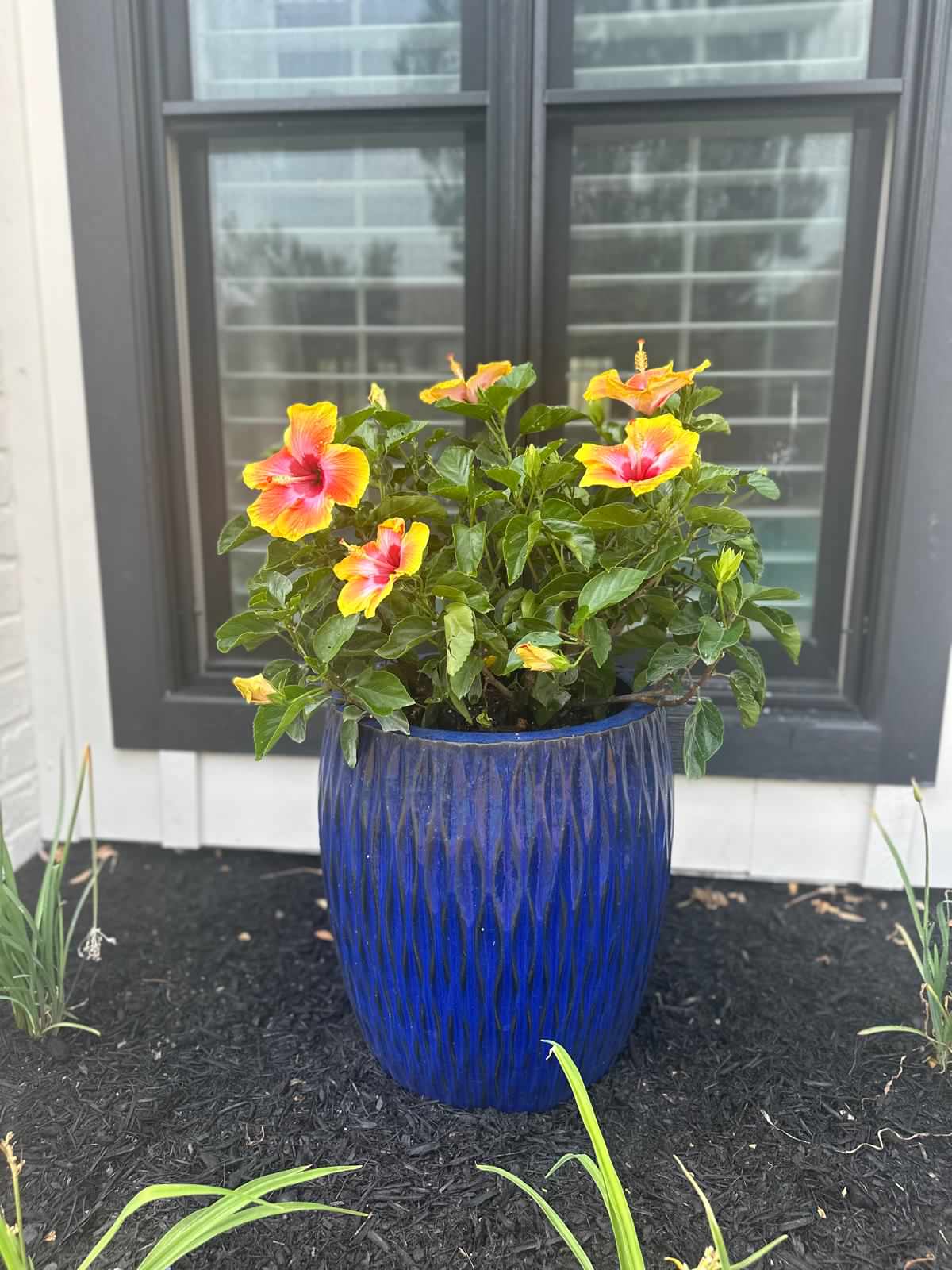 Front and Back yard makeover in Del Monte HTX
