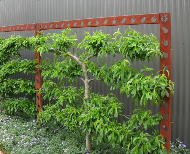 Custom designed and made Espalier frame - Rustic - Adelaide - by