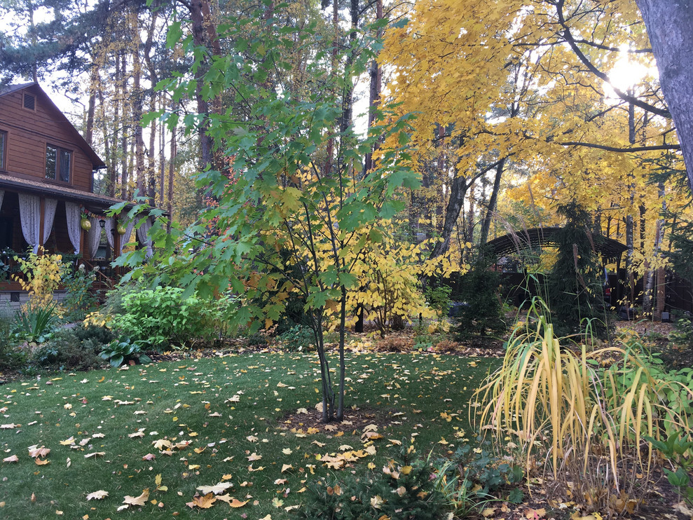 Белкин сад. Осень 2019