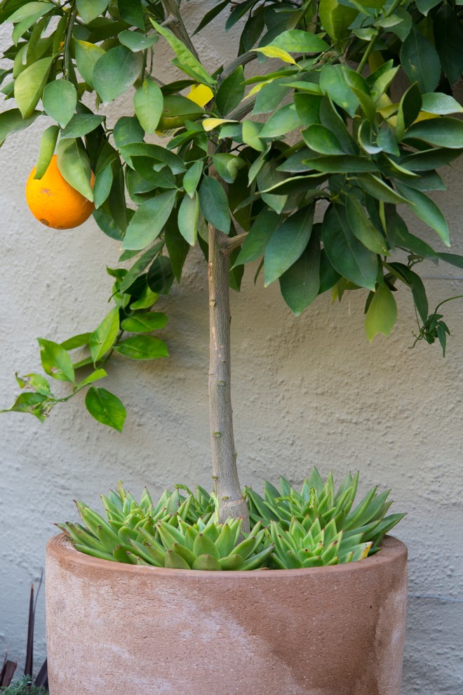 Design ideas for a small mediterranean full sun backyard landscaping in Los Angeles.