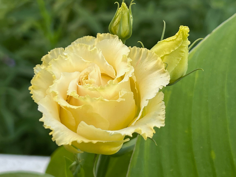 Looks like a rose, but isn't...