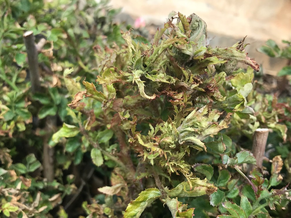 knockout rose problems