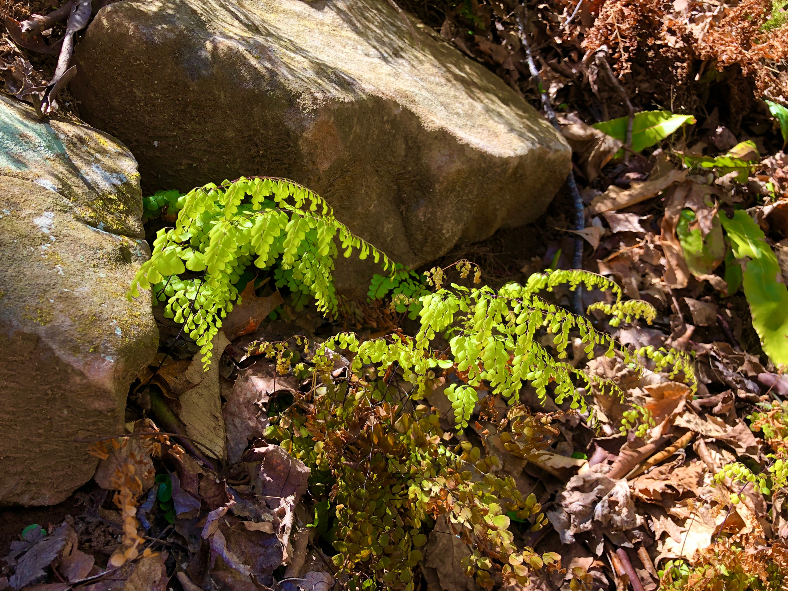 Himalayan maidenhair ferns in spring.