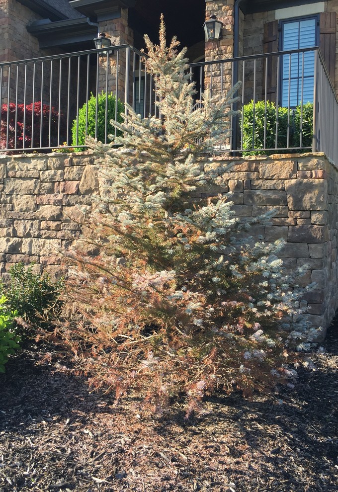 Having Problem with a Dying Blue Spruce in Nashville
