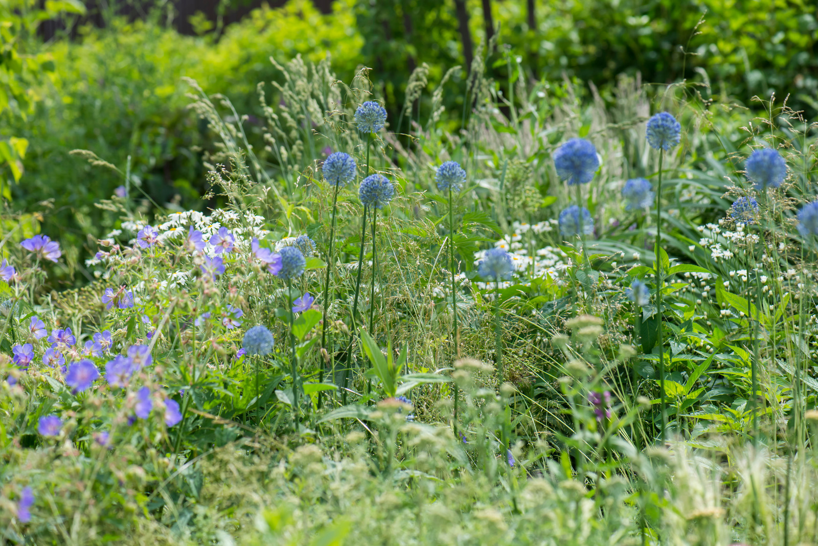 Цветник в  природном стиле  (" New Perennials"  или "Новая волна")
