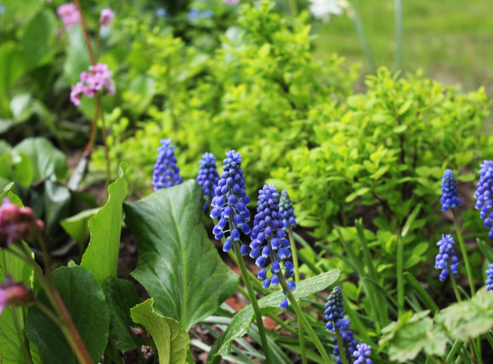 Генеральские дачи