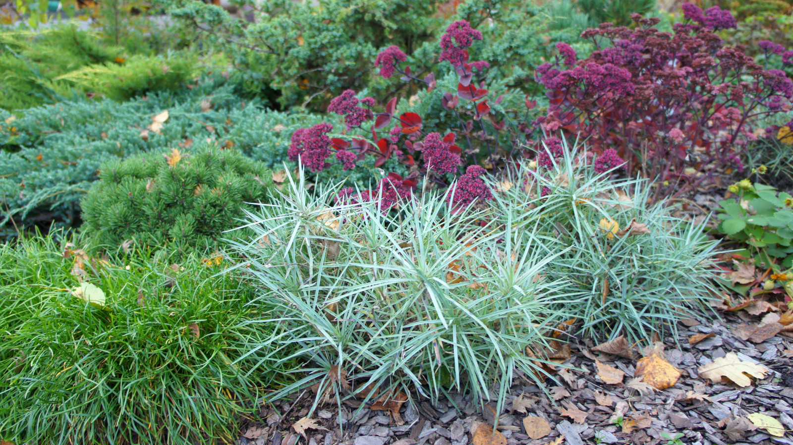 Цветники и композиции крупным планом