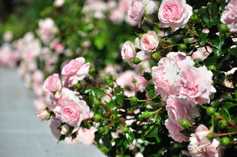 д. Громково - Уход за садом - 100% качество