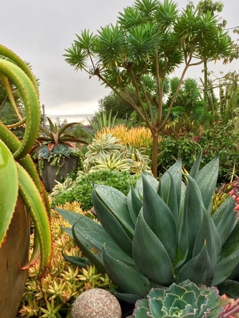 This is an example of an eclectic garden in San Diego.