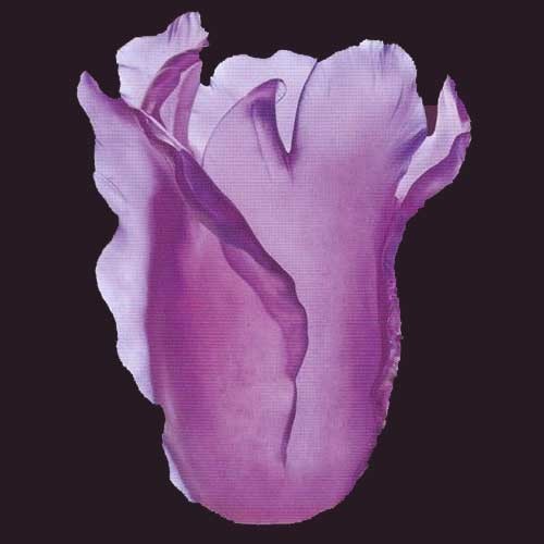 Daum Tulip Ultraviolet Vase